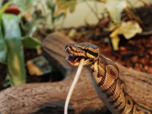 Ball Python Care Guide