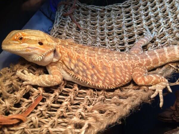 Bearded Dragon Care Guide Bearded Dragon Care Guide