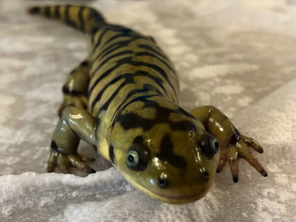 Tiger Salamander Care Guide