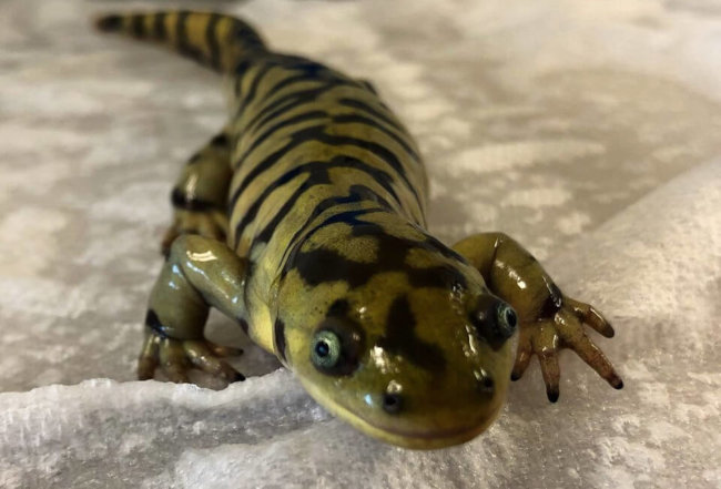 Tiger Salamander Care Guide