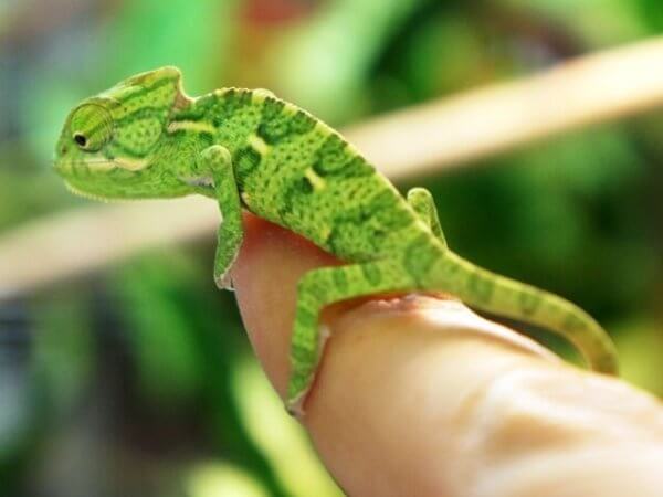 Veiled Chameleon Care Guide