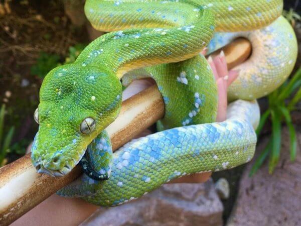 Green Tree Python Care Guide