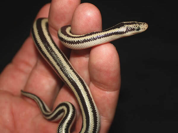 Rosy Boas can live up to 30 years in captivity! But they need a proper habitat.