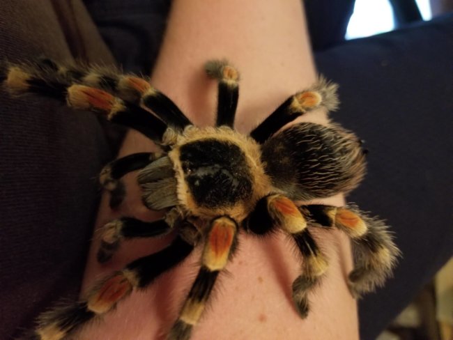 Tarantula Care Guide