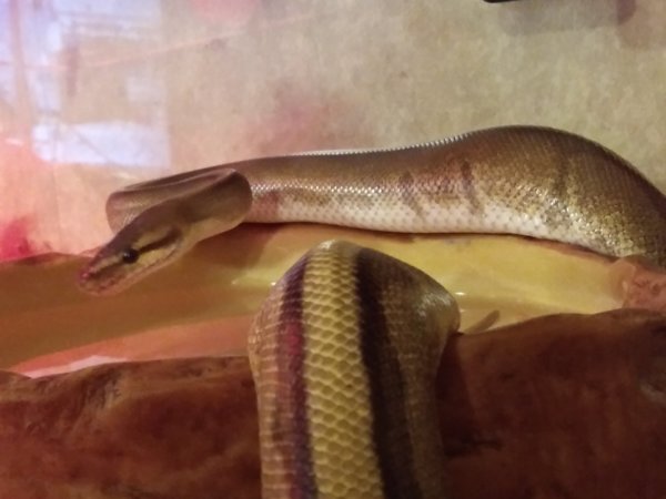 Genetic Stripe Genetic Stripe