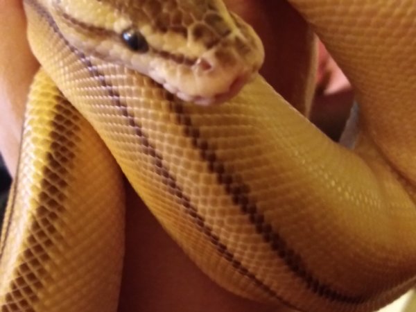 Pastel butter genetic stripe yellow belly ball python Pastel butter genetic stripe yellow belly ball python