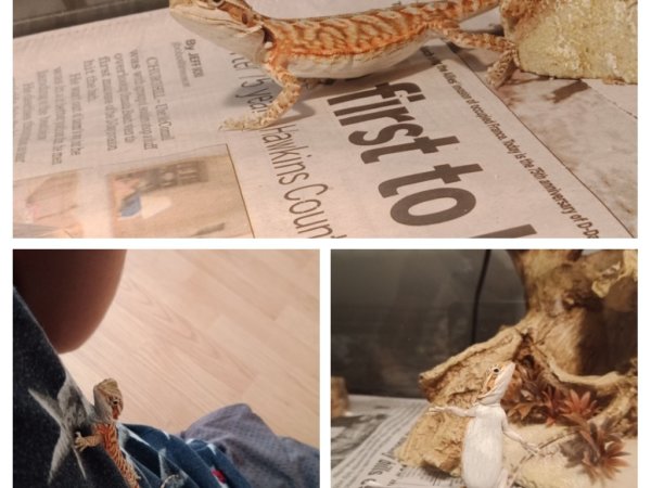 Cricket Contest – June 2019 Winner! Cricket Contest – June 2019 Winner!