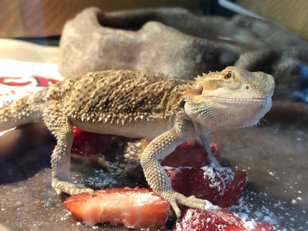 Chomper Chomper
